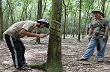Chăm sóc cây cao su thời giá bán mủ thấp
